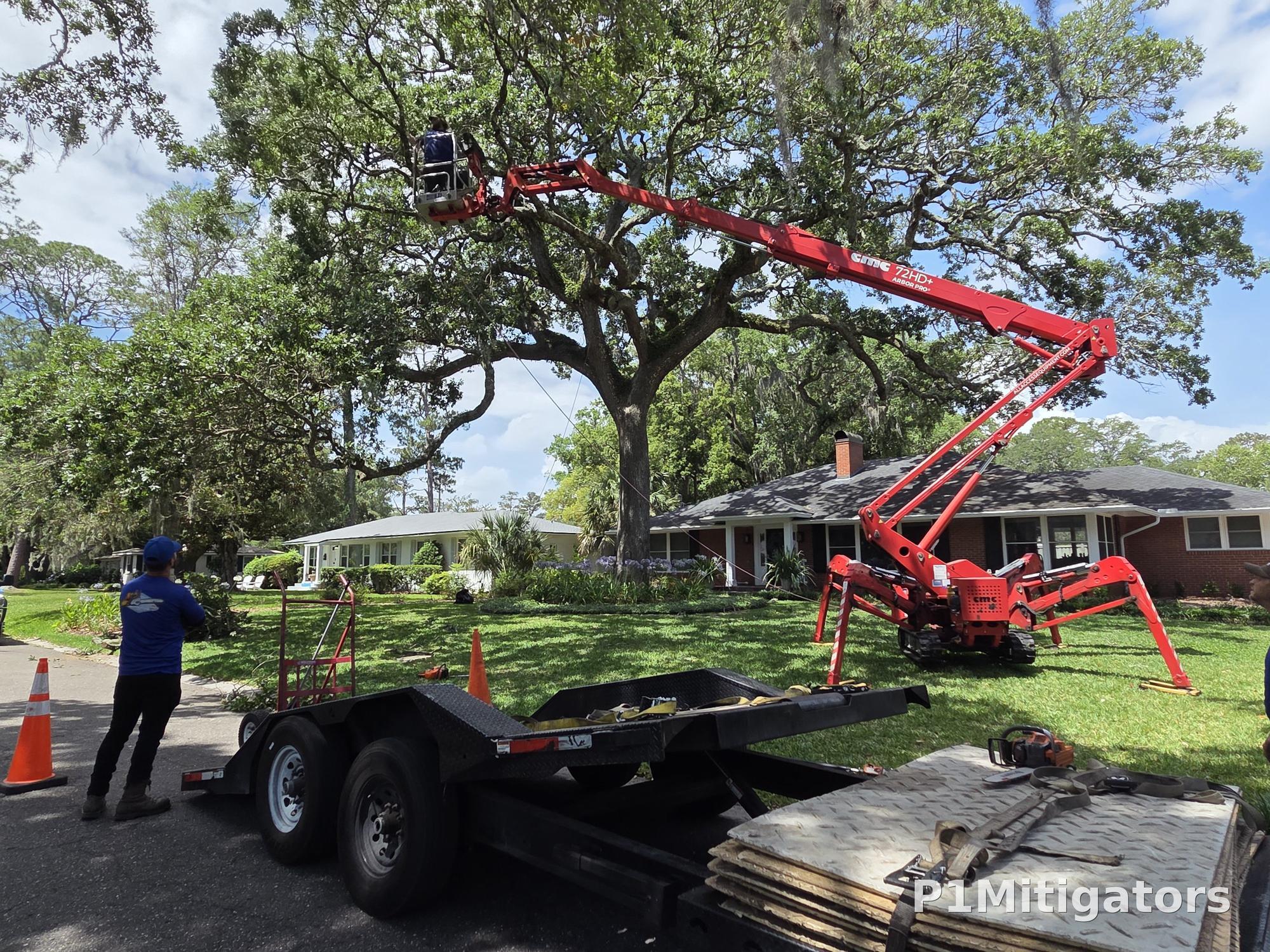 904Tree spider crane elevated tree trimming — large oak canopy work