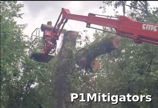 Hazardous Tree Removal project photo 3