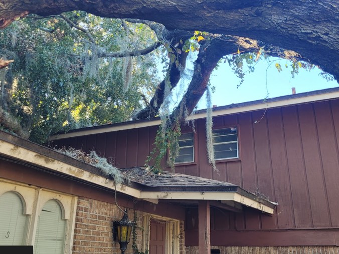 Hazardous Tree Removal project photo 1