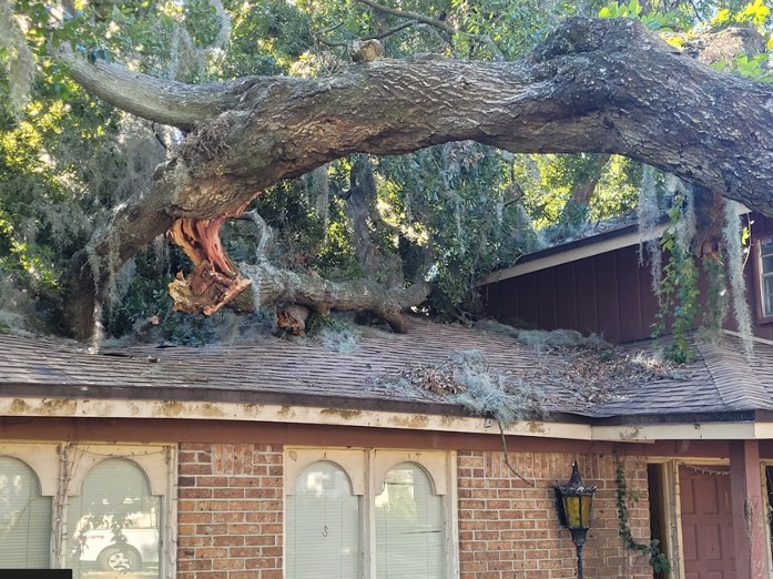 Hazardous Tree Removal project photo 2