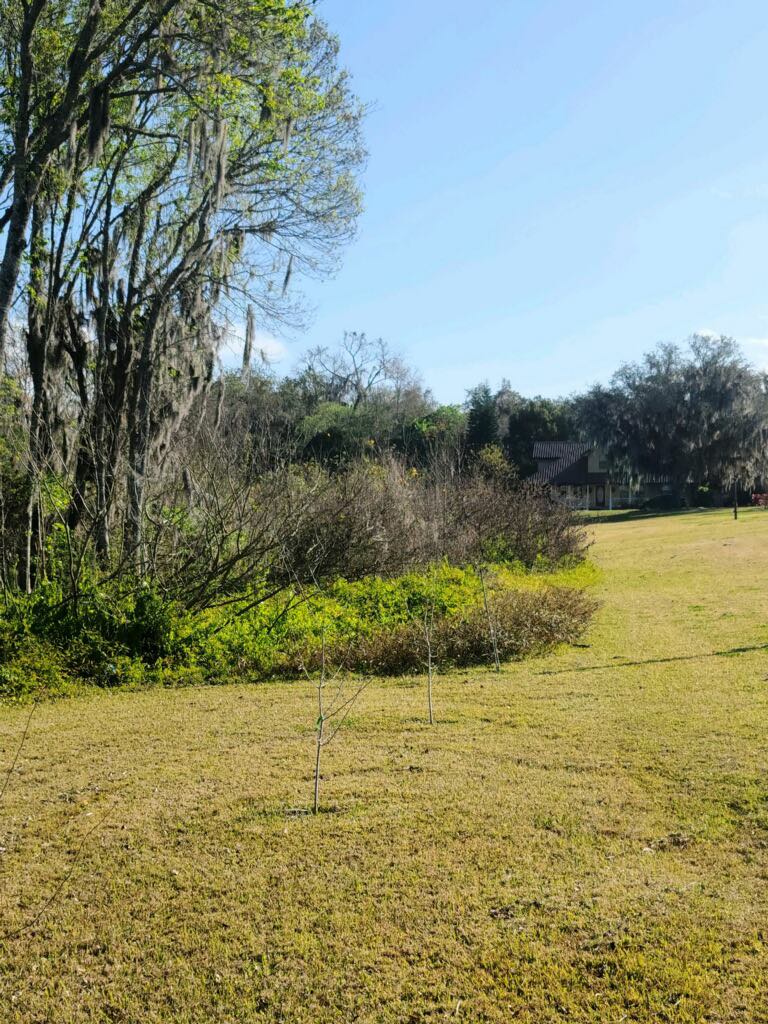 Open field cleared by Legacy Land Management in Northeast Florida