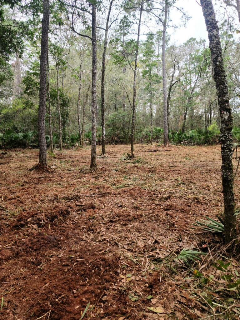 Land cleared around pine trees by Legacy Land Management