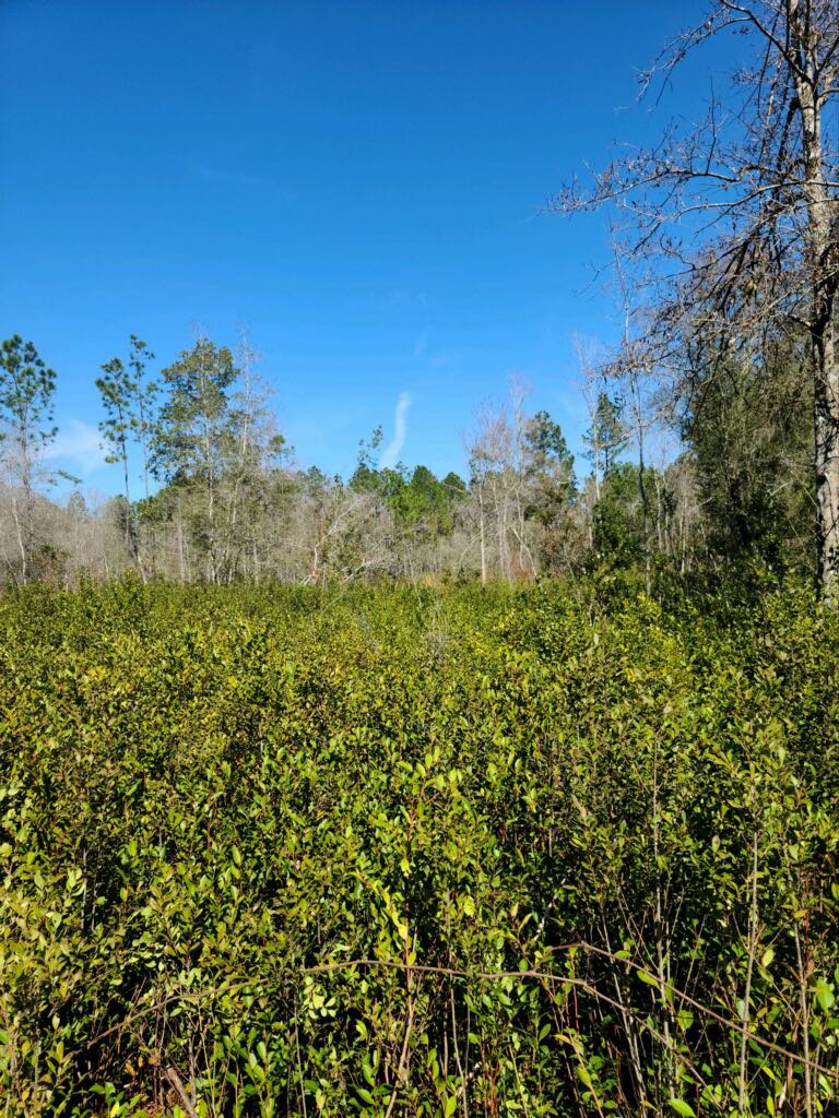 Forest floor after forestry mulching by Legacy Land Management