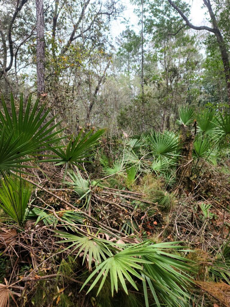 Walking trail mulched and cleared by Legacy Land Management