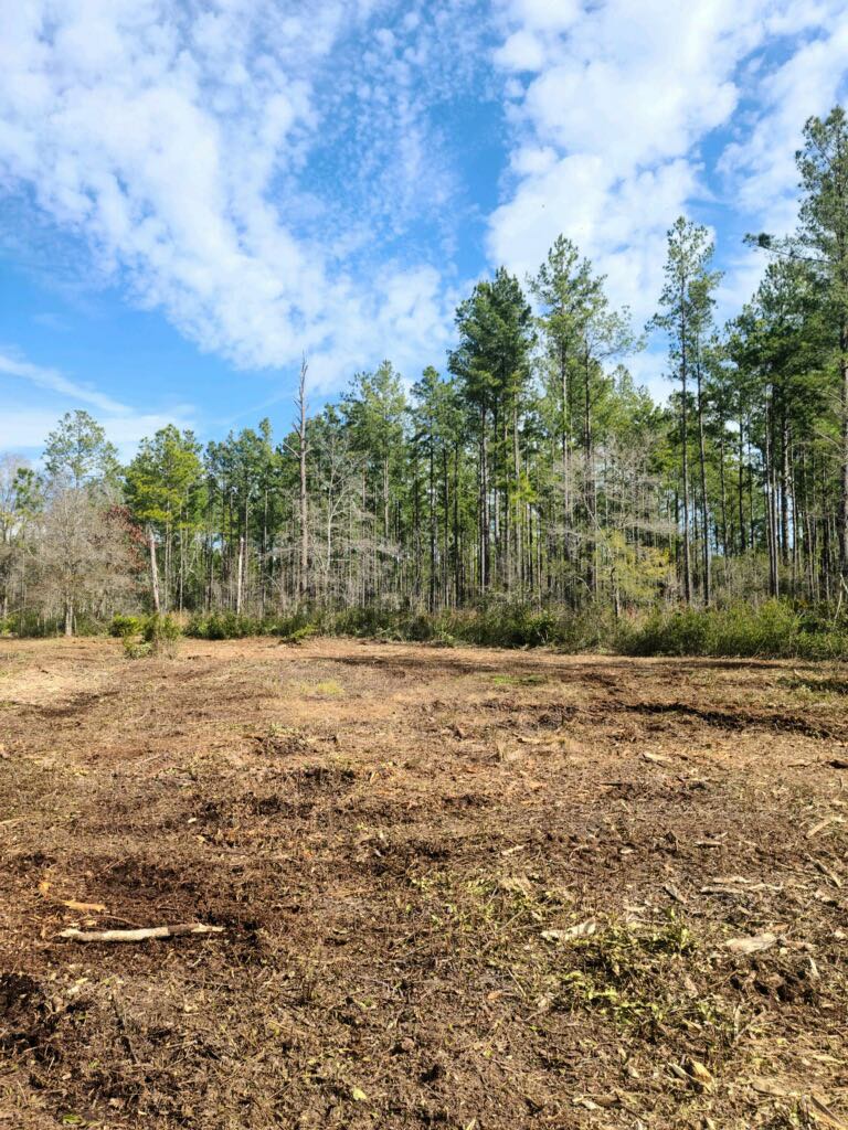 Underbrush and palmetto clearing by Legacy Land Management